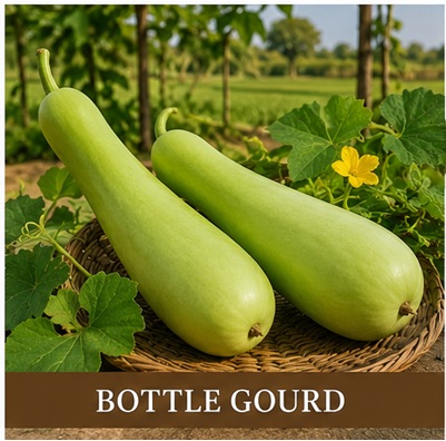 Bottle Gourd