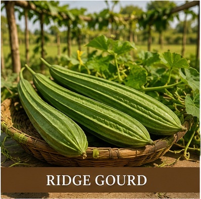 Ridge Gourd