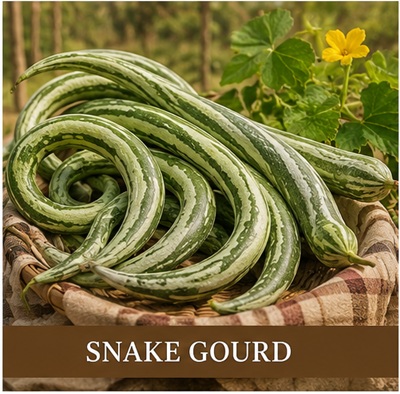 Snake Gourd